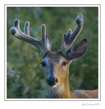 Strange antlered buck.jpg